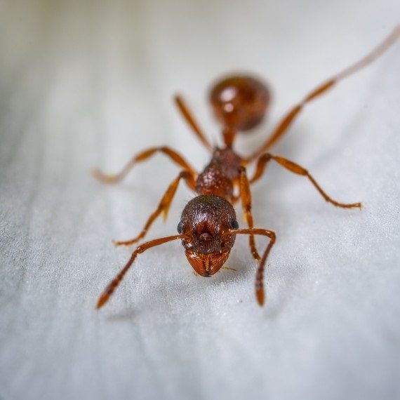 Field Ants, Pest Control in Regent's Park, NW1. Call Now! 020 8166 9746