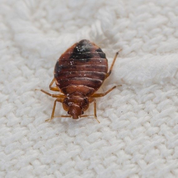 Bed Bugs, Pest Control in Regent's Park, NW1. Call Now! 020 8166 9746