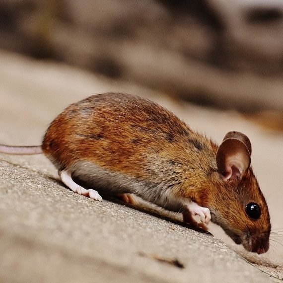 Mice, Pest Control in Regent's Park, NW1. Call Now! 020 8166 9746