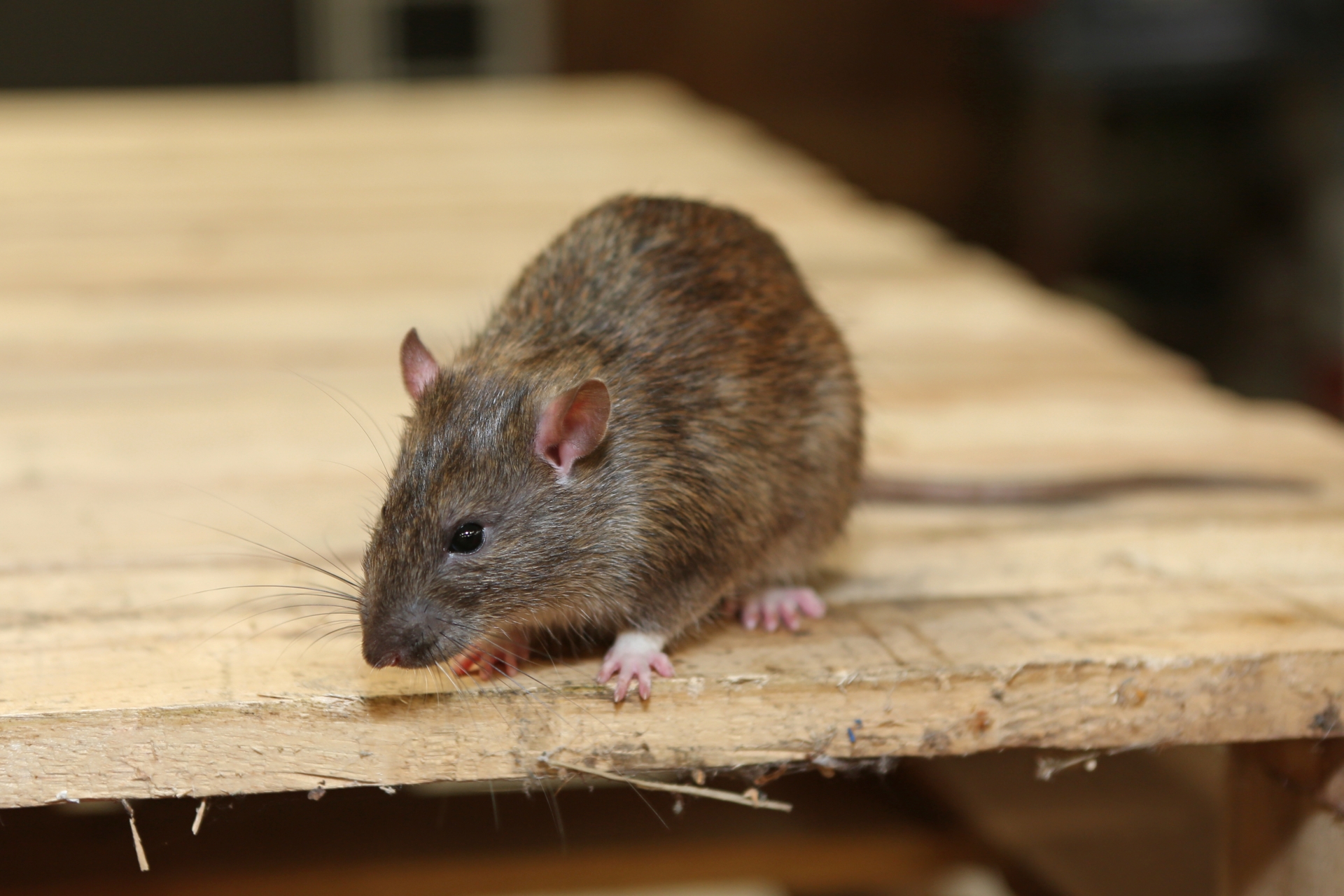 Rat extermination, Pest Control in Regent's Park, NW1. Call Now 020 8166 9746