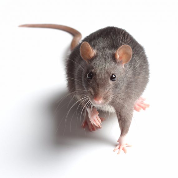 Rats, Pest Control in Regent's Park, NW1. Call Now! 020 8166 9746