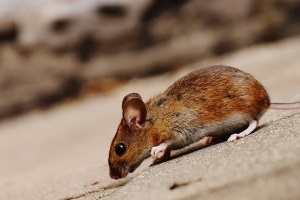 Mouse extermination, Pest Control in Regent's Park, NW1. Call Now 020 8166 9746