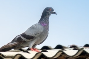 Pigeon Pest, Pest Control in Regent's Park, NW1. Call Now 020 8166 9746
