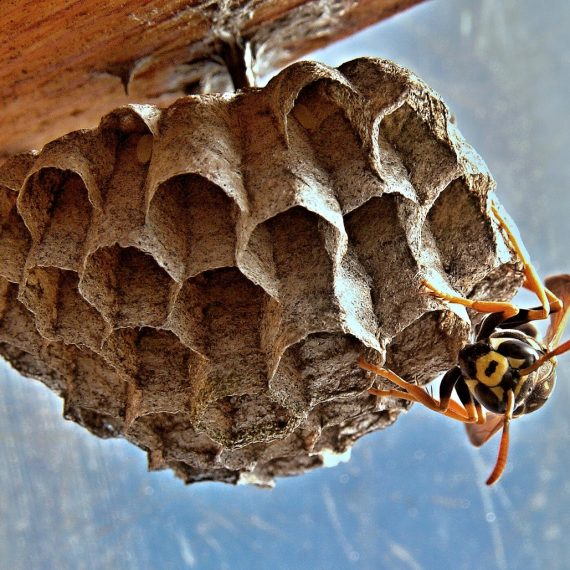 Wasps Nest, Pest Control in Regent's Park, NW1. Call Now! 020 8166 9746