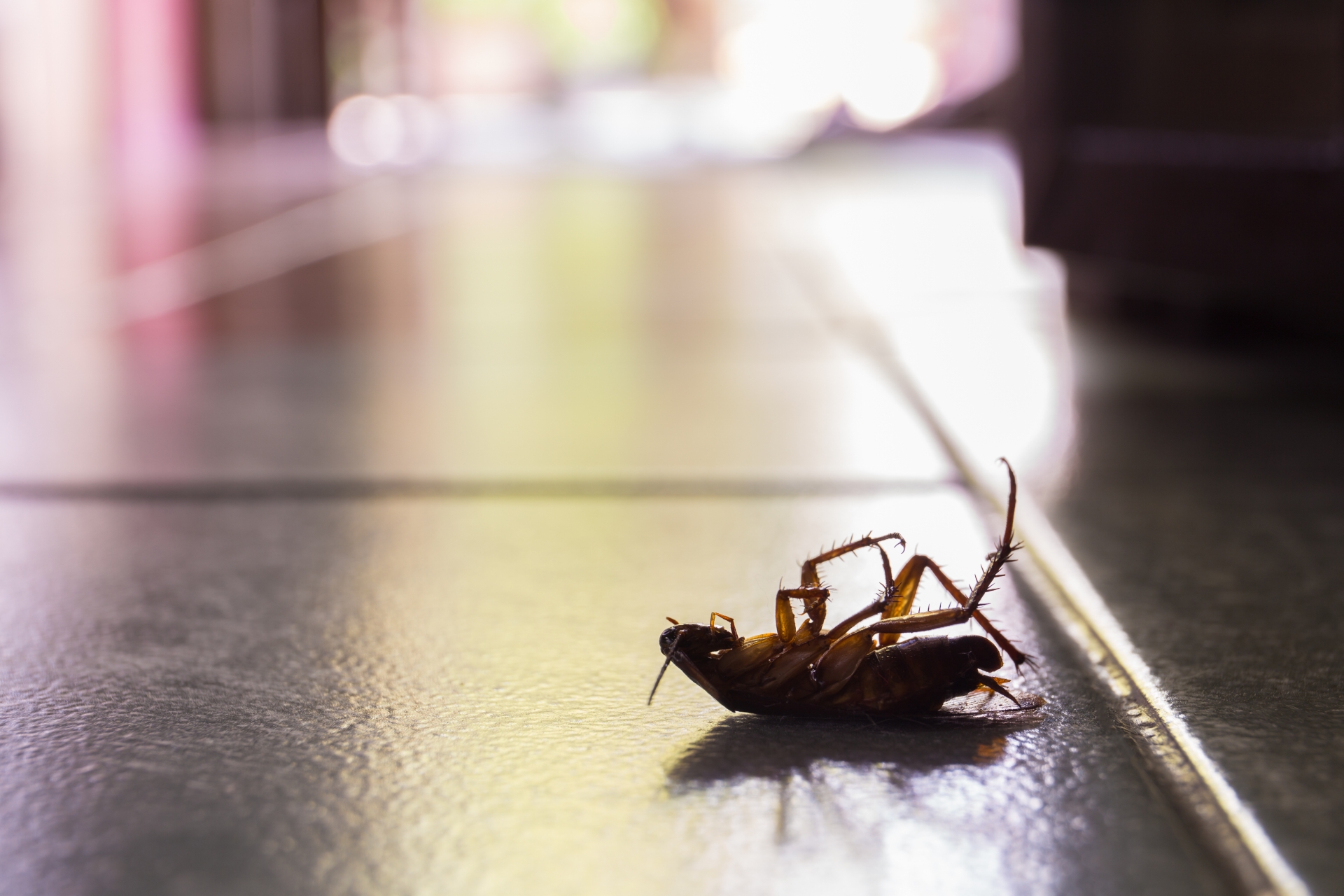 Cockroach Control, Pest Control in Regent's Park, NW1. Call Now 020 8166 9746