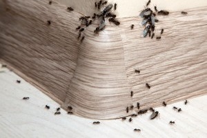 Ant Control, Pest Control in Regent's Park, NW1. Call Now 020 8166 9746